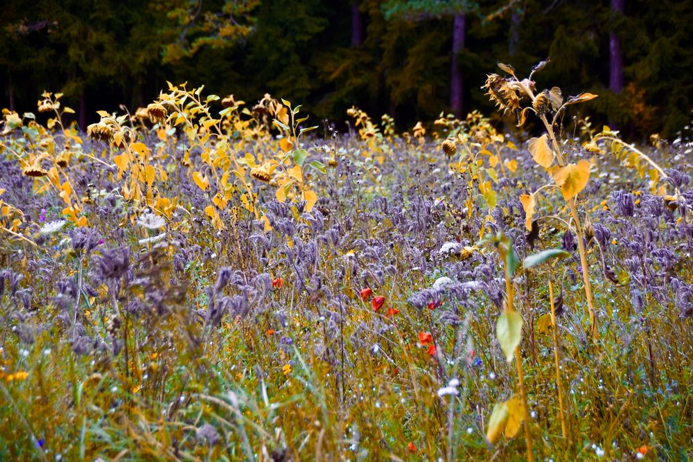 Sonnenblumen  von Awatari