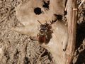 Rote Ehrenpreis-Sandbiene (Andrena labiata) im heimischen Garten von CSR-Makro