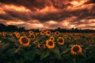 Sonnenblumenfeld von jg.foto
