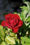 Red Roses von migi40 