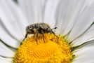 behaarter Käfer auf Margerite von px713