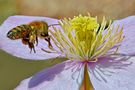 Westliche Honigbiene an Waldrebe di Babs Sch