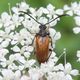 Kleiner Halsbock (Pseudovadonia livida) auf wilder Mhre