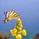 Ritterfalter - Segelfalter (Iphiclides podalirius)