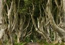 The Dark Hedges de Arnold. Meyer