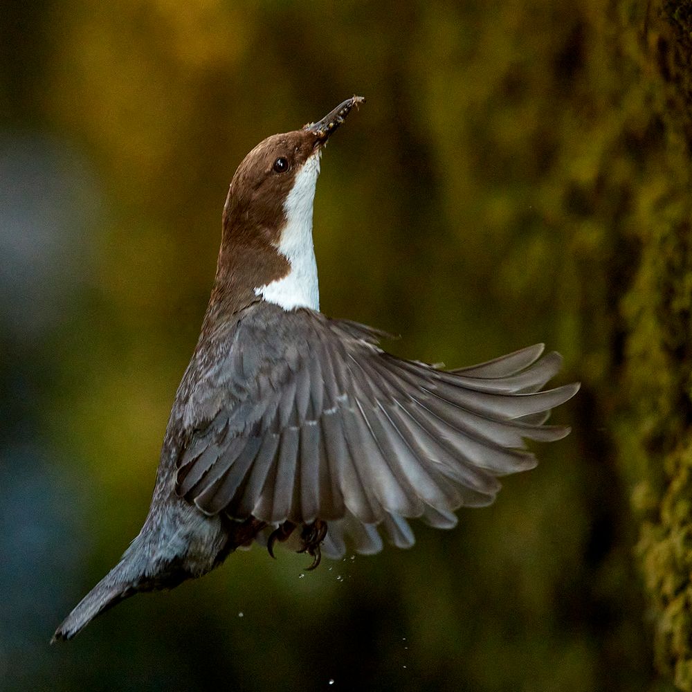 Wasseramsel von Kressnatur