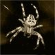 Spinne