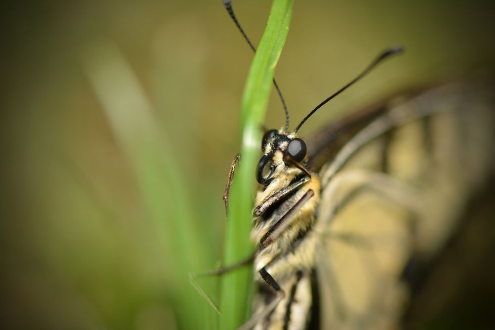 Butterfly von Jamaica0904 