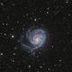 Die Pinwheel Galaxie M101