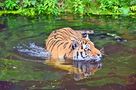 Tiger im Wasser von Streuner13