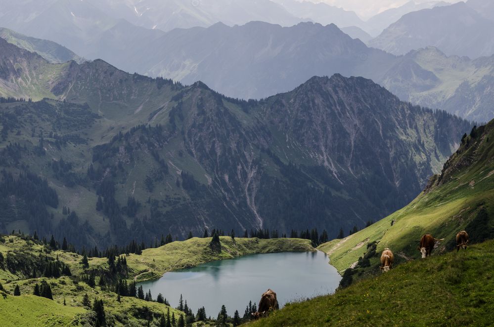 Hochalmgetier, Allgäuer Alpen by Thomm63