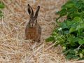 Ein Häschen im Erdbeerfeld von Kleine Düne