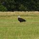 Weikopfseeadler