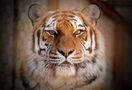 Tiger by Serz B