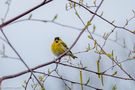 Siskin (carduelis spinus 15th April 2023- by 1944Lynky