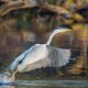 Graureiher (Ardea cinerea)