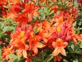 Rhododendron in Orange von Wolfgang Bazer