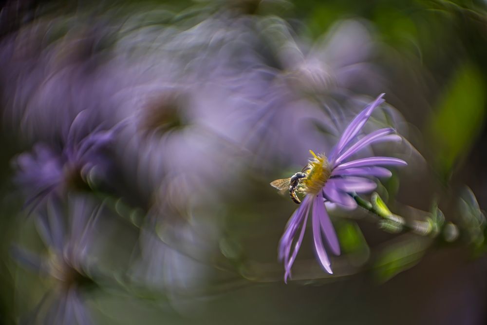 Wildbiene-auf-Aster von rg66966