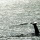 6327 Andenes, abtauchender Wal im Gegenlicht