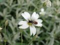 Rote Ehrenpreis-Sandbiene (Andrena labiata) im heimischen Garten de CSR-Makro