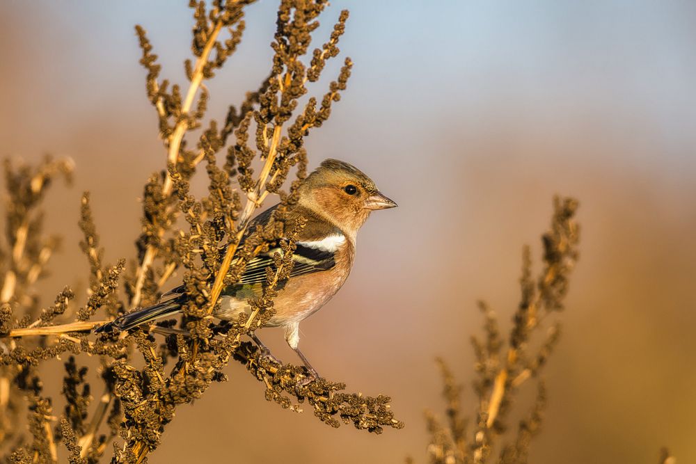 Die Abendsonne geniessen... by Jörg Brosius