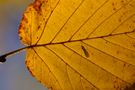 Autumn colours II von Ingo Schultz