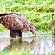 Seeadler (4)