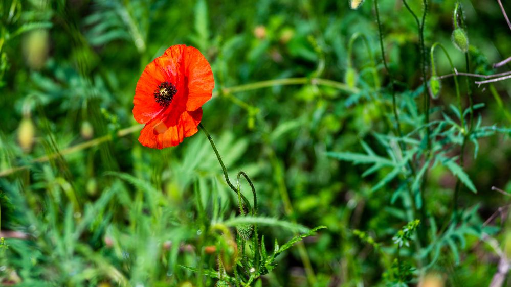 Mohnblume bei Trimmis von Marco Camenisch