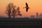 Cicogne di Gavasseto di livio filippetti