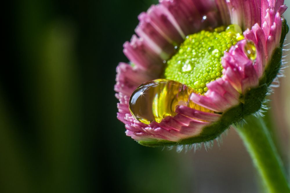 Weinendes Gänseblümchen ... von löwen.zahn