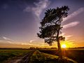 Baum im Sonnenuntergang von hommeldommel 