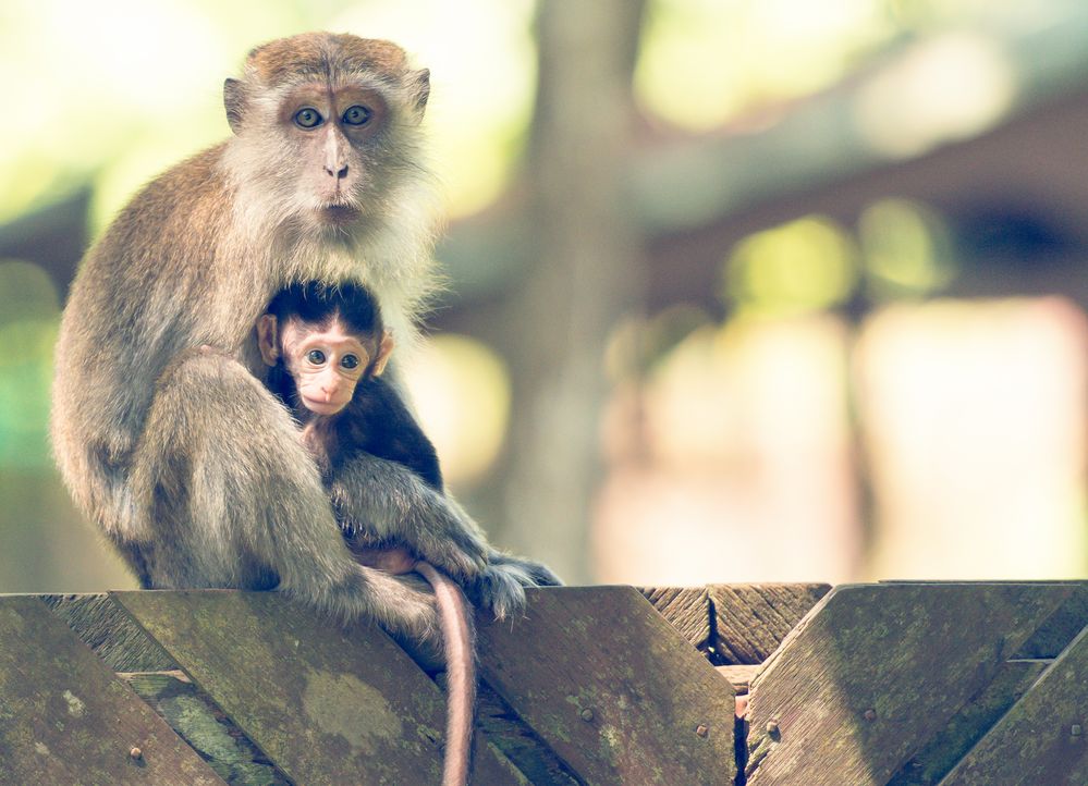 Rainforest Meeting von Judith Mareich 