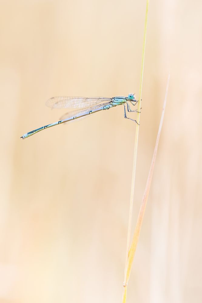 Libelle von Fotografie Marius Luca Bast 