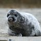 Neugierige kleine Kegelrobbe auf Helgoland