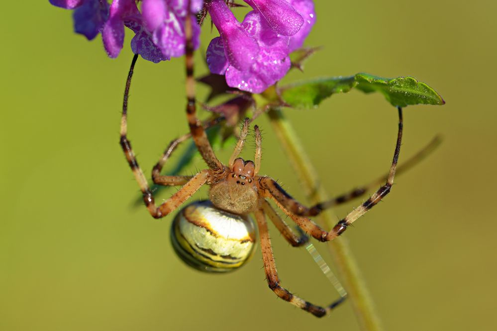 Zebra-Spinne von graf josef