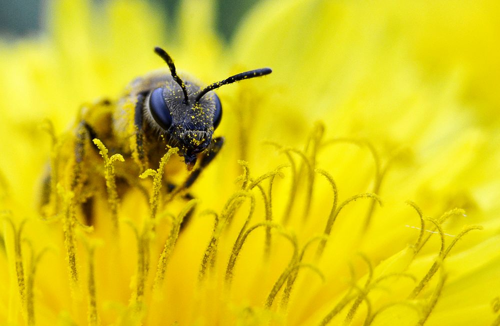 Abeille gourmande de petitphil 