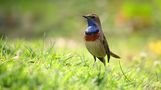 The Living Forest (806) : Bluethroat by Mark Billiau.