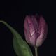 Tulpe gescannt mit dunklem HG