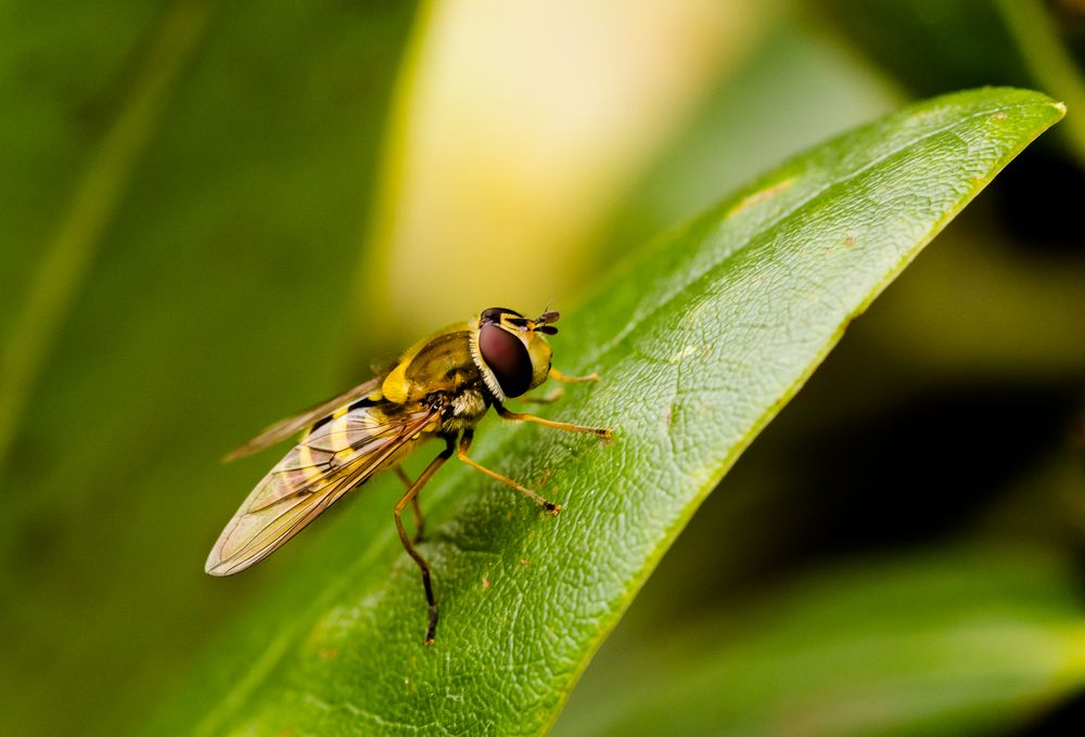 Bokeh_Schwebefliege von Stoni