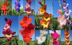 Im Gladiolenfeld by Herta-Wien 