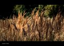 Spätsommer Wistinghauser Moor von Michael P.-Becker