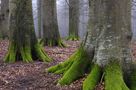 Baumrinden, -wurzeln und Äste