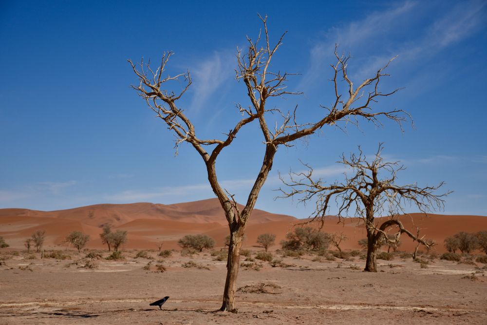 Deadvlei Namibia I von Olga 01