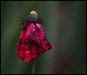Mohn