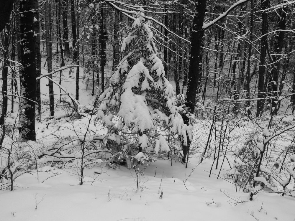 Der Harz im Winterkostüm von Andi1989 