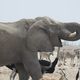 Elefant und andere Tiere am Wasserloch - Etosha NP