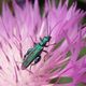 Grner Scheinbockkfer (Oedemera nobilis) - Mnnchen - auf Flockenblume