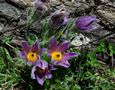 Berg-Anemone  Pulsatilla montana von Mario TI