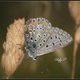 Polyommatus icarus (?)