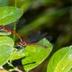 Libellen beim Liebesspiel